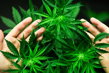 A Large Number Of Cannabis Flowers In The Hands Of A Man