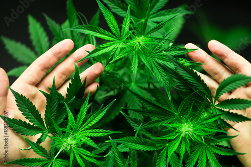 Fotografía A large number of cannabis flowers in the hands of a man