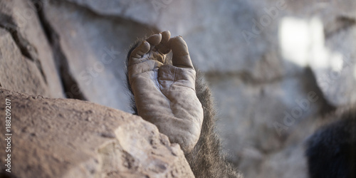 Fotografía  Pie de gorila