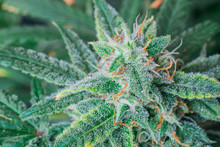Blue Dream Cannabis Flower