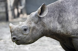 Fototapeta Zwierzęta - African rhinoceros. Latin name - Diceros bicornis