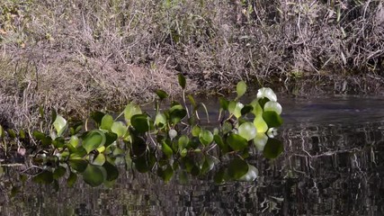 Wall Mural - Yacare Caiman enters the water. Alligator in the Pantanal Biome. Mato Grosso do Sul state, Central-Western - Brazil.