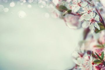 Wall Mural - Springtime cherry blossom background with bokeh