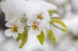 Birnblüten mit Frost, Kälteeinbruch im Frühjahr