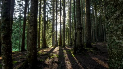Fototapete - Morning walk in the forest. The sun's rays shine through the trees. 4K, UHD