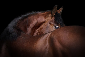 Bay horse look back isolated on black background