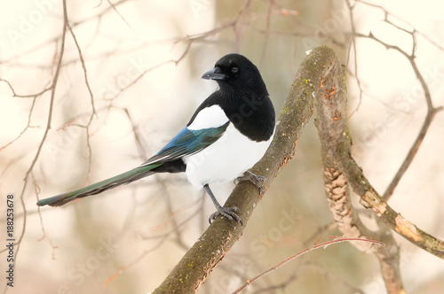 Fotografía The Eurasian magpie or common magpie (Pica pica) sitting on the branch with white-brown background