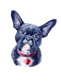 Fototapeta Psy - Watercolor hand-drawn illustration of the black french bulldog on the white background (isolated)