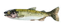 Trout Isolated On A White Background, Watercolor Illustration