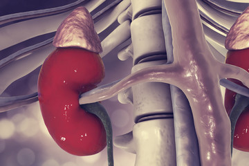 Sticker - Human kidneys with adrenal glands, 3D illustration