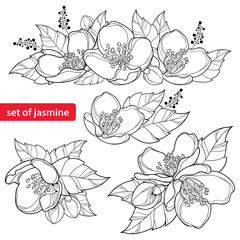 Vector set with outline Jasmine flower bunch, bud and ornate leaves in black isolated on white background. Ornate floral with Jasmine flower in contour style for spring design or coloring book.