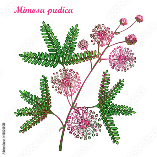 Vector branch of outline Mimosa pudica or sensitive plant or touchme