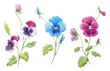 Watercolor Pansy Flower Set