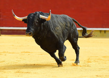 Bull In Spain
