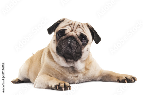 Cuadros en Lienzo cute pug close-up on white background