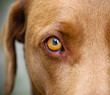 © Bruno R.B S. - Brown Labrador yellow eye closeup white background