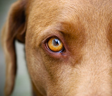 Brown Labrador Yellow Eye Closeup White Background