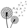 Two black dandelions blowing over white
