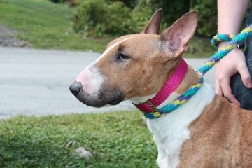 Naklejka na meble BROWN AND WHITE BULL TERRIER