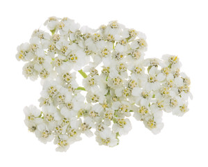 Wall Mural - Common yarrow flower isolated on white background