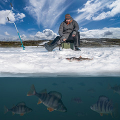 Wall Mural - Winter fishing background. Fisherman in action. Catching perch fish from snowy ice at lake above troop of fish. Double view under and above water