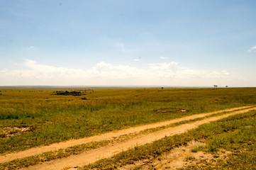 Wall Mural - View of the savannah in Maasai Mara Park Kenya