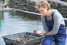 Female Oyster Farmer Washing Oysters In Basket