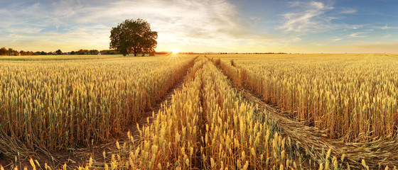 Poster - Panorama of wheat field at sunset
