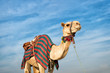 camel against blue sky
