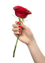 Close-up Of Hand With Red Nail Polish Holding A Red Rose