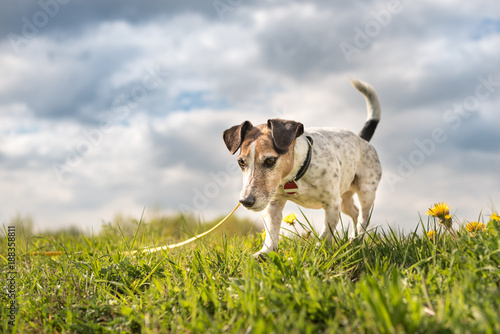 Hound Follow A Trail On The Long Leash Little Jack Russell