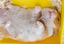 Cute Syrian Hamster Sleeping Peacefully On Its Back (in The Cage), Top View