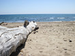 Albero morto sulla spiaggia con persona sdraiata
