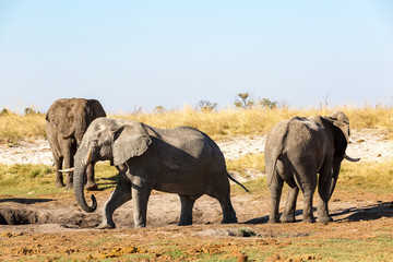 Wall Mural - Botswana, wild elephants at sunset near the Okavango Delta, Africa