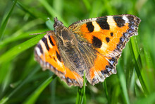 Butterfly Sitting In The Grass (small Tortoiseshell - Aglais Urticae)