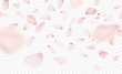 Pink sakura falling petals background. Vector illustration