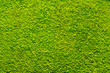green moss texture, background