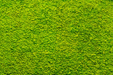 Green Moss Texture, Background
