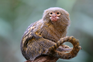 Wall Mural - Pygmee monkey