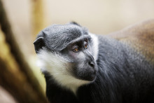 Portrait Of Black-and-white Colobus Monkey