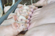 © Chorthip S. - Newborn piglets suck up the milk from breast in the farm