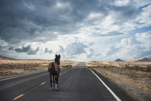 Rear View Of Horse Running On Road Against Cloudy Sky