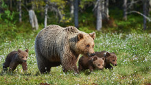 Female Brown Bear And Her Cubs, Ursus Arctos