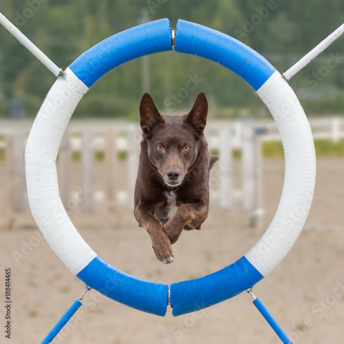 kelpie agility
