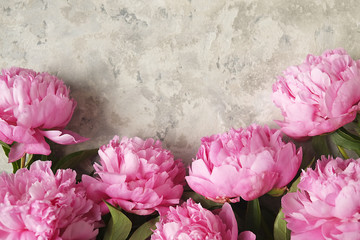 Wall Mural - Composition with beautiful peony flowers on grey textured background