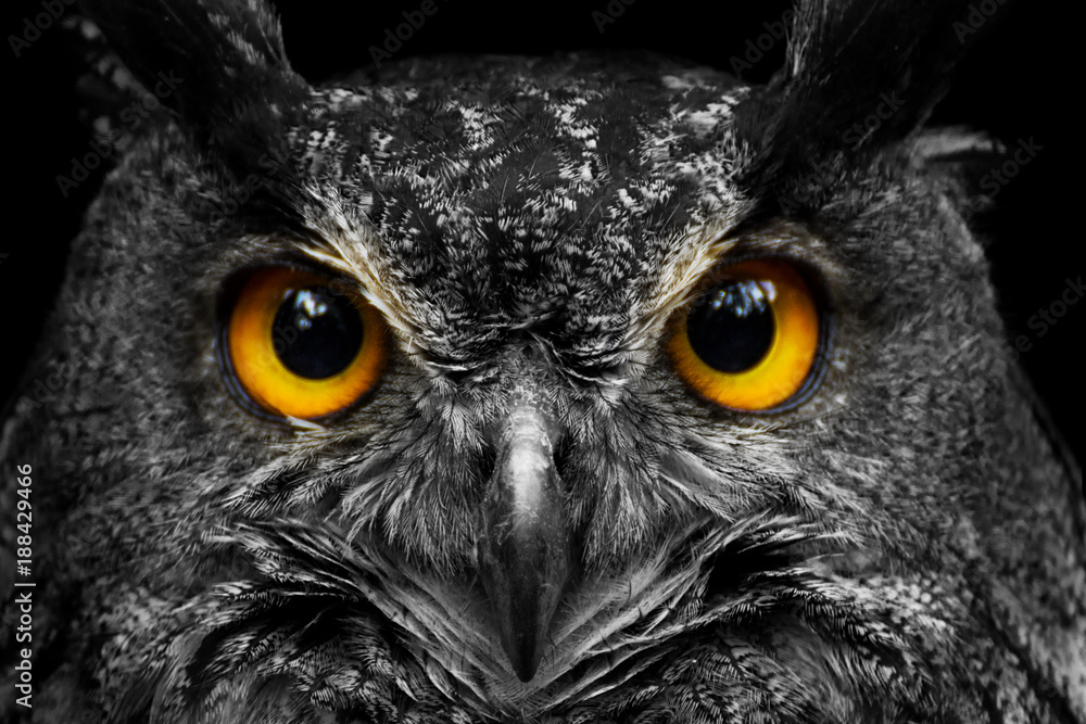 Black and white portrait owl with big yellow eyes - obrazy, fototapety, plakaty 