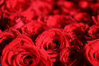 A Bouquet of wonderful red Roses closeup