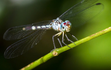 Poster - a dragonfly sits on top of a leaf stem in the sunlight. tortuguero national park, costa rica.