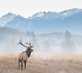 bull elk in the fall