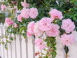 Close up of fresh pink rose growing over white wooden garden fence.